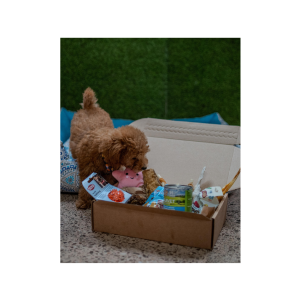 CAJA PERSONALIZADA CACHORRO